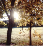 Pretty trees